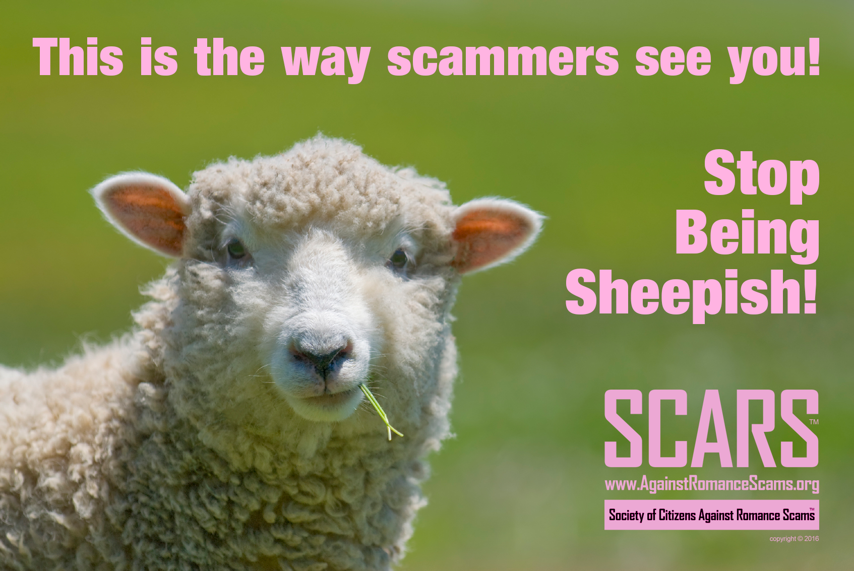 Don't Be Sheepish With Scammers!