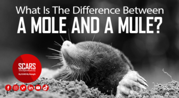 What-is-the-difference-between-a-Mole-and-a-Mule-2021
