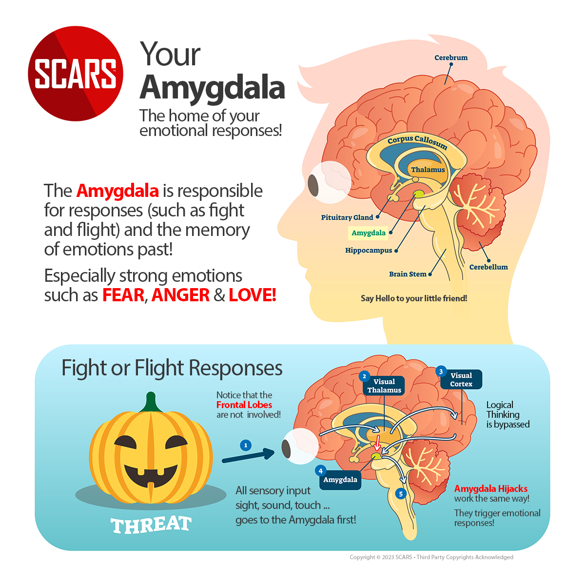 Say Hello To Your Little Friend - SCARS Amygdala Infographic - on RomanceScamsNOW.com